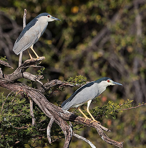 Black-crowned Night Heron